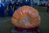 2002 Topsfield Fair - #11 - 854.6 lbs by Al Berard
