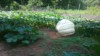 Big Daddy Punkin