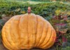 Engel's Great Pumpkins and Carvings