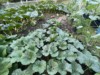 Henry-the giant pumpkin grower