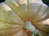 Henry-the giant pumpkin grower